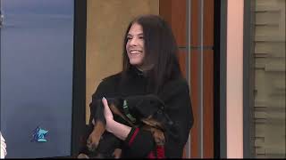 Meet Your New Bestfriend: rottweiler puppies