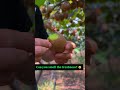 🤤 Loaded with Vitamin C #harvesting #farming #farmlife #cultivation #Homestead #farmfresh #garden