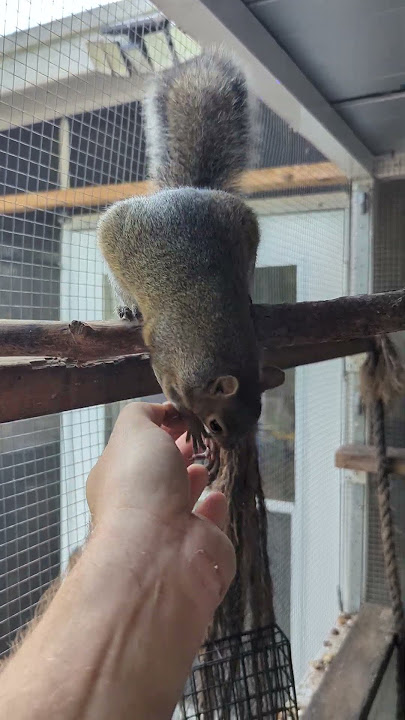 #squirrel #shorts #squirrelvideo #animalsdoingthings #wildlife #viralvideo #cuteanimals #foryou