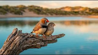 Bird Sounds Study Forest | Deep Focus Environment