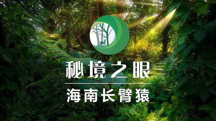 活动筋骨！森林杂技之王长臂猿闪亮登场 | CCTV“秘境之眼”20210215 - 天天要闻