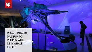 Royal Ontario Museum set to reopen with new whale exhibit