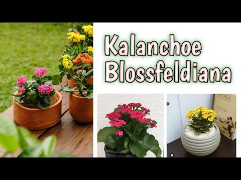 BUNGA COCOR BEBEK (Kalanchoe Blossfeldiana )