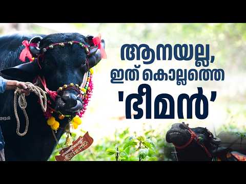 ആനയുടെ തലയെടുപ്പോടെ 1200 കിലോയുടെ കരുത്തൻ; കൊല്ലത്തെ ആഘോഷപ്പറമ്പുകളിൽ താരമായി 'ഭീമൻ'