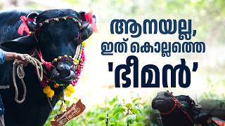 ആനയുടെ തലയെടുപ്പോടെ 1200 കിലോയുടെ കരുത്തൻ; കൊല്ലത്തെ ആഘോഷപ്പറമ്പുകളിൽ താരമായി 'ഭീമൻ'