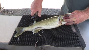 How to fillet a walleye and remove the pin bones & red meat.