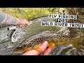 Fly fishing for wild river trout