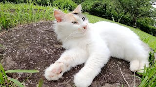 ぬいぐるみのようなフワフワの三毛猫