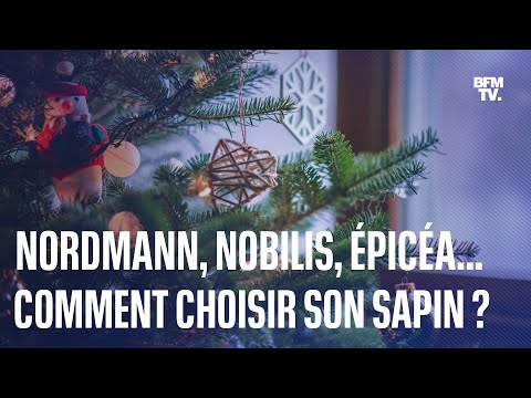 Vidéo: Meilleur sapin de Noël pour votre famille - Comment choisir un sapin de Noël