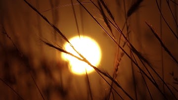Sunrise with Grass | Time Lapse | Royalty Free HD Stock Video