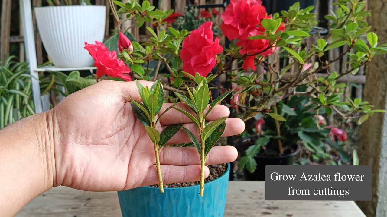 Azalea flower Propagation in Easy Way | How to grow Azaleas 