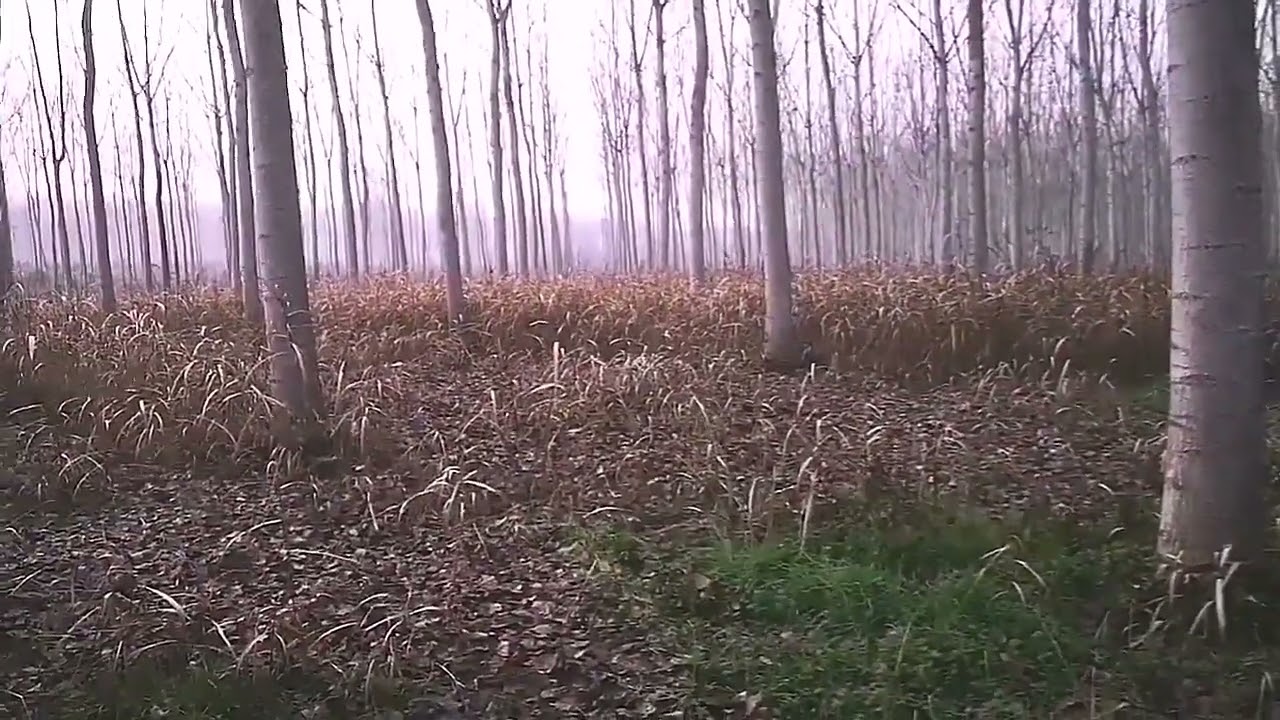 Elli - MudandGlory Dirty Dancing - con fagiano