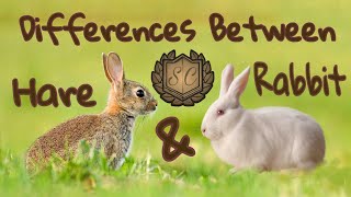 Difference Between Rabbit And Hare | Saiful Chemistry