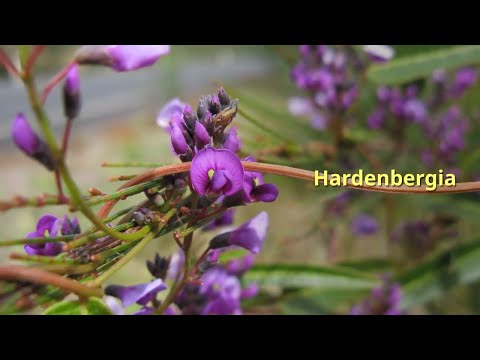 Video: Vad är Hardenbergia: Lila lila vinrankor info och skötsel i trädgårdar