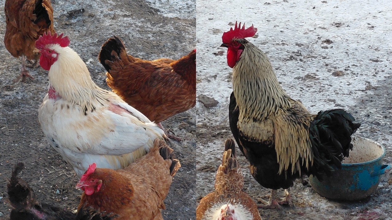 Poranny sobotni obchód