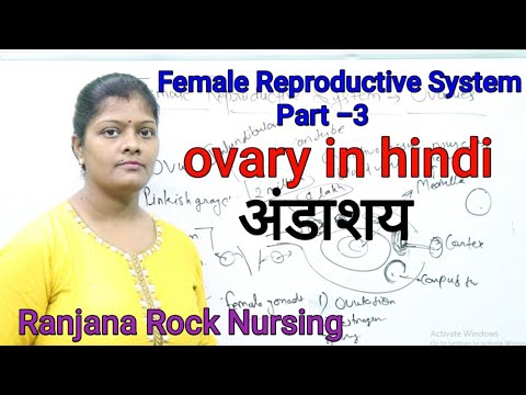 वीडियो: गर्भाशय कहाँ स्थित है?