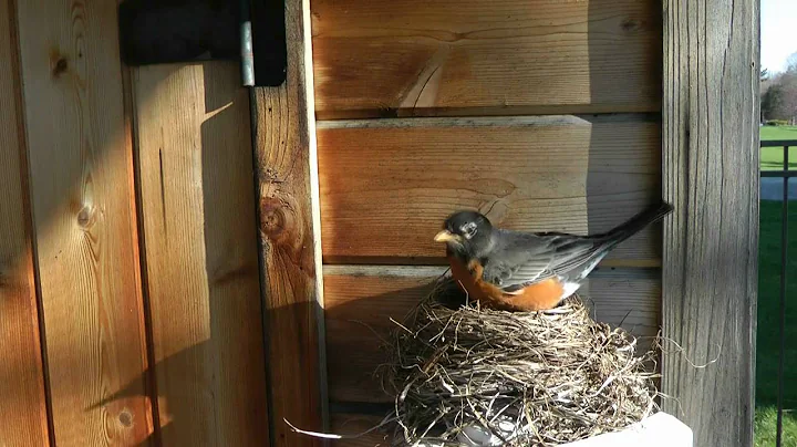 Robins Nesting "Michael Buble" "Feelin' Good"  "American Robin" Nest Nests Bird Birds Pets Birder