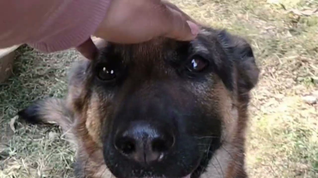 देखने वालों की भीड़ लग गई! Lepord और dog एक कमरे में बंद 