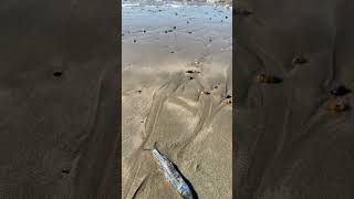 Piégée par la marée basse