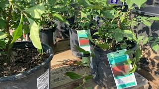 Garden Center | Menards| Summer 2023❤️🍀#shorts