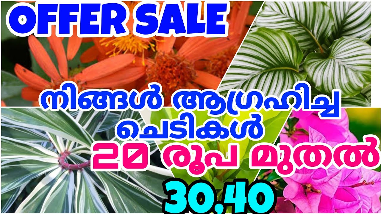 തേടിനടന്ന ചെടികൾ കുറഞ്ഞ വിലയിൽ കിട്ടിയാലോ. 20രൂപ തുടങ്ങി 100വരെ super