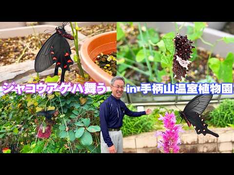 植物繁殖の成功率が劇的に変わる！失敗しない挿し木のコツ