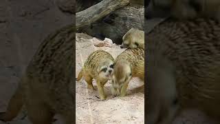Meerkat Kingdom: Unraveling the Social Lives of Desert Suricates