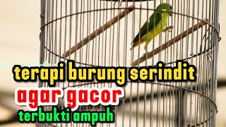 Terapi serindit suara jernih dg air mengalir ampuh bikin serindit nyaman dan gacor