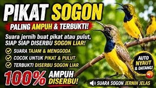 Suara Pikat Sogon Betina Birahi Memanggil Jantan || panggilan sogon liar paling ampuh #pikatburung