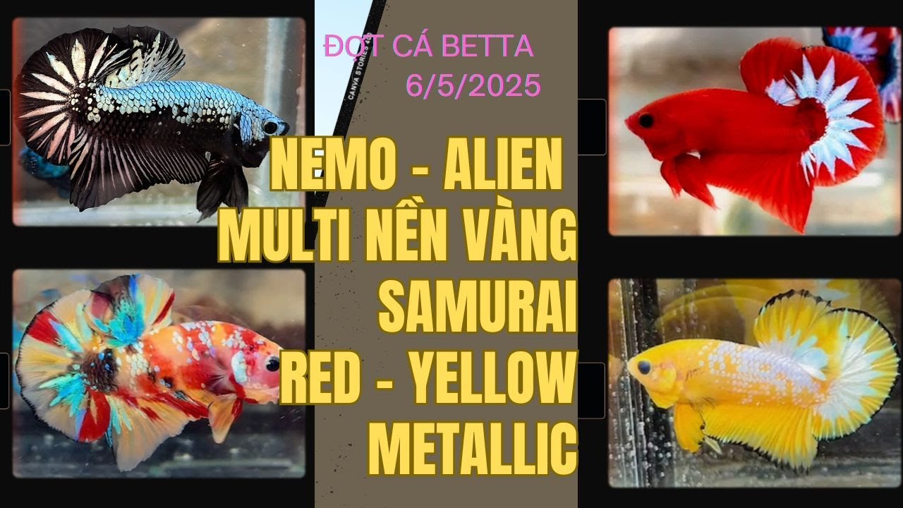 Đợt Cá Betta 6/5: Siêu phẩm Red Fancy - Yellow Nemo Multicolor Metallic, Alien Samurai gen VIP
