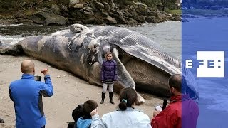 Las autoridades estudian cómo retirar la ballena muerta