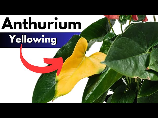 colorful house plant Croton | Houseplant in Lexington, KY
