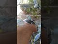 This Amazon bird toy is SO COOL#birds#parrot #birdslover #budgis #lovebirds #budgiegar #cute #health