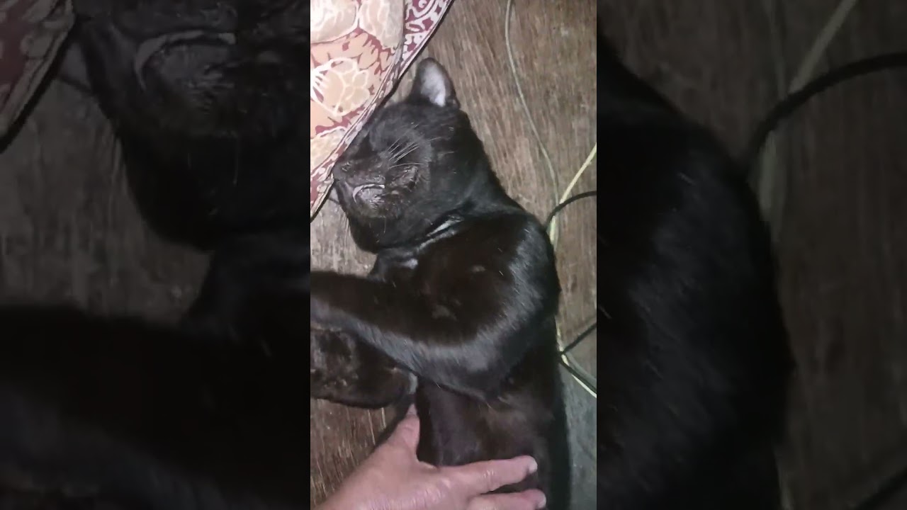 ขอประจานแมวกินแล้วก็นอน01/03/26