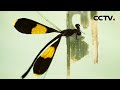 【4K】昆虫界的大明星、被称“飞舞的凤凰”！一起了解蜻蜓界的“当家花旦” | CCTV