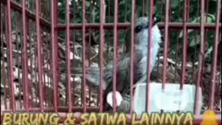 mangrove whistler bird chirping sweetly
