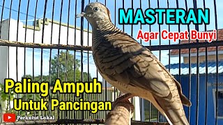 Suara Masteran Burung Perkutut Lokal Suara Besar Paling Ampuh Untuk Pancingan Agar Cepat Bunyi 