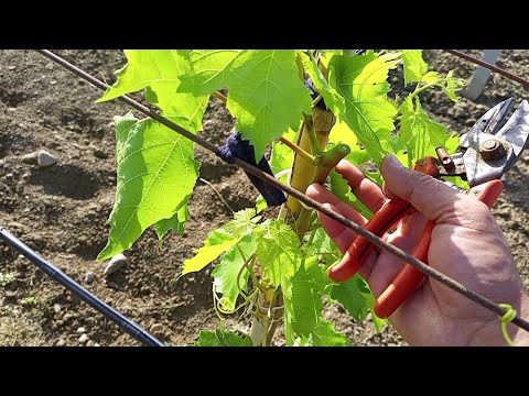 Video: Hansı üzüm ilk yetişir?
