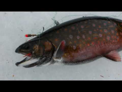 CLUB-MONADIRE.GE - კალმახი 2019 (კვებეკი, კანადა).