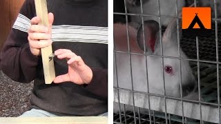 This video shows how you can make inexpensive frames for stacking all-wire rabbit cages. This design is an improvement over my 