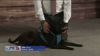 Pet Connection Zeke 6-6-22