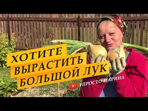 Видео: Советы по выращиванию большого лука в саду