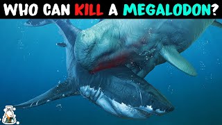 6 Animals That Could Defeat A Megalodon