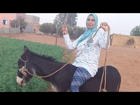 روتيني تاني مرة ركبة على هاد حمار تحكمتة فيه مزيان 