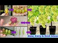 3 new techniques of growing grapeshow to grow grapes fast in banana fruitgrowing grapesdiy garden