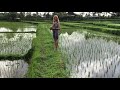 Rice field near Ubud