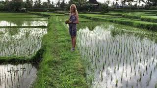 Rice field near Ubud