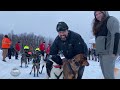 Alaska sled dog race  willow 300  2023 event sponsored by three bears  kale casey live