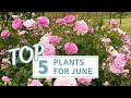 Top 5 Plants For June / Best Garden Plants Now / June Garden Tour