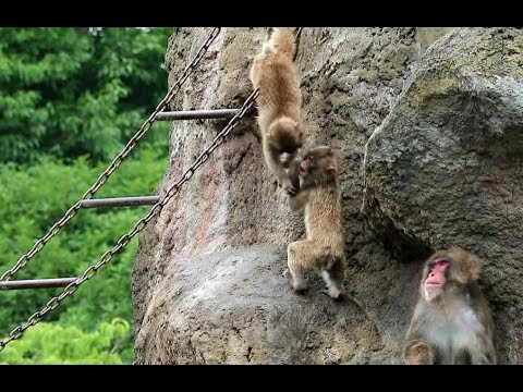 Child monkeys playing with chain ladder - YouTube